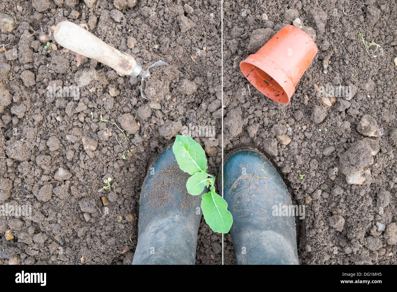 Les semis d'automne de choux-fleurs posées dans des pots de 3,5 pouces, de jardinier en raffermissant plante avec les pieds, variété "boule de neige" Banque D'Images