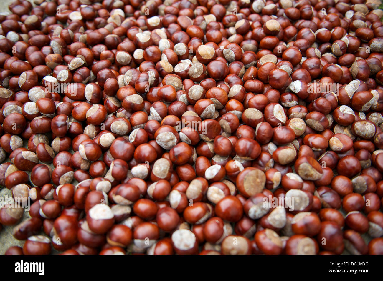 Pile de conkers - Résumé Contexte - Horse Chestnut Tree Seeds Banque D'Images