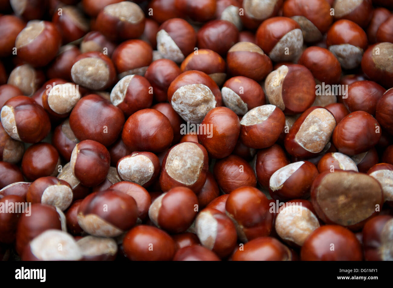Pile de conkers - Résumé Contexte - Horse Chestnut Tree Seeds Banque D'Images