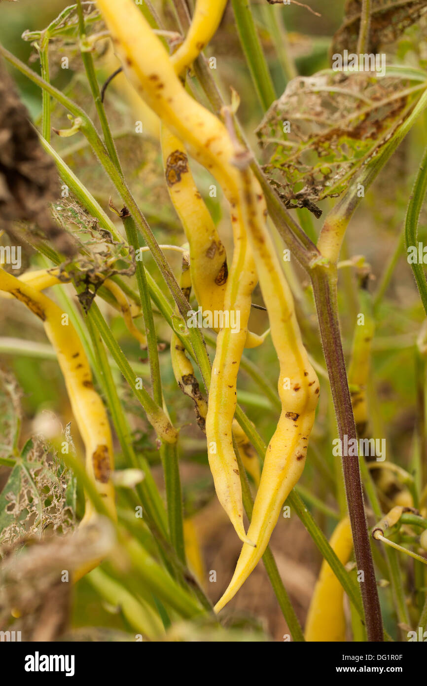 Bush haricots jaunes s'accrochent aux plantes dont les feuilles sont criblées de trous d'insectes. Les haricots sont également endommagés. Banque D'Images