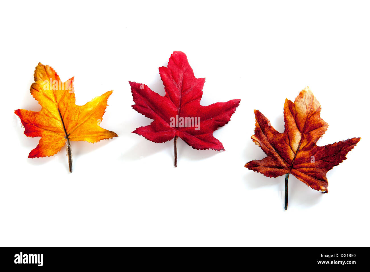 Trois feuilles à l'automne, les couleurs jaune, brun et rouge Banque D'Images