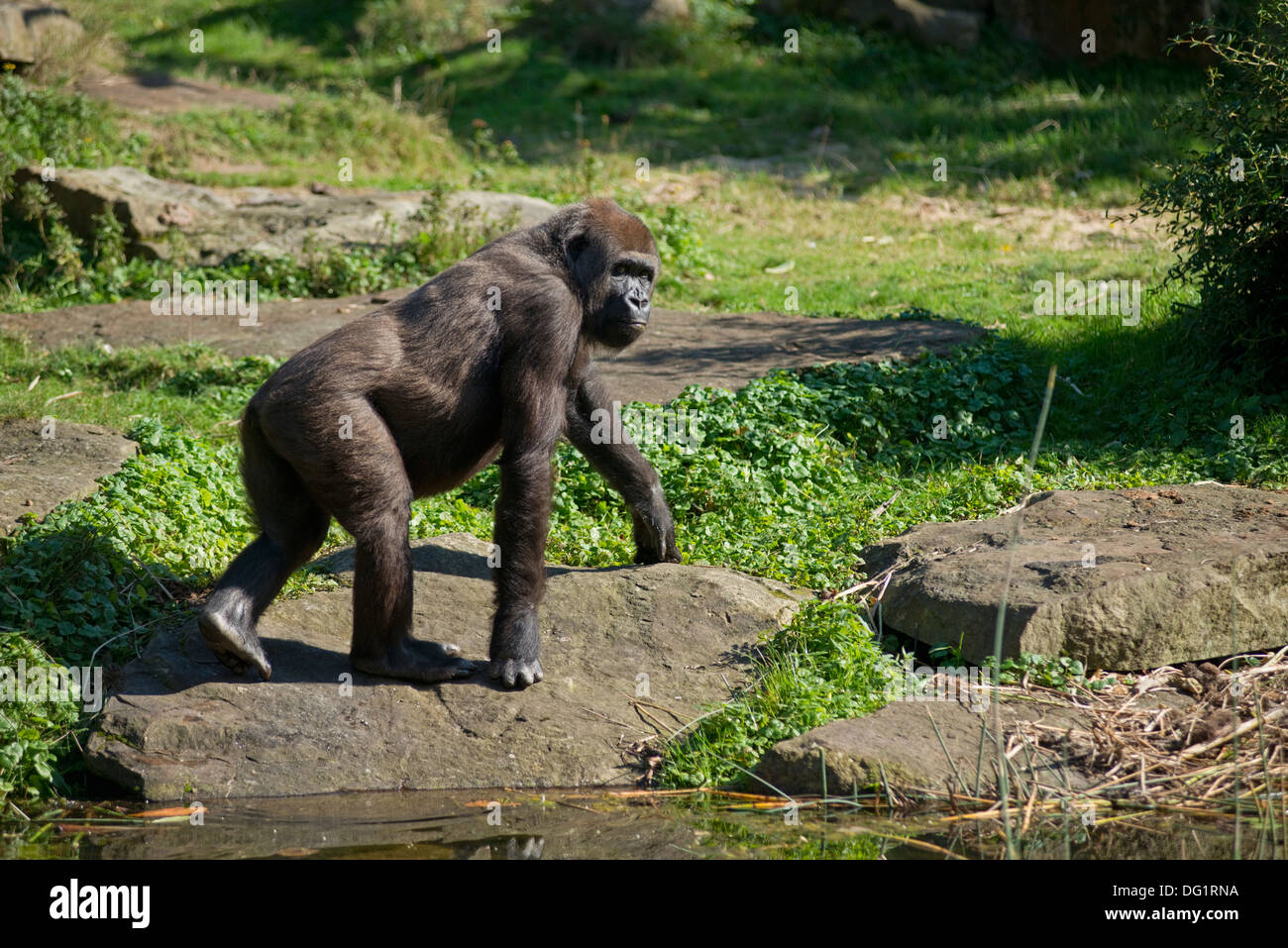 Un gorille au parc des primates Apenheul à Apeldoorn, Pays-Bas Banque D'Images