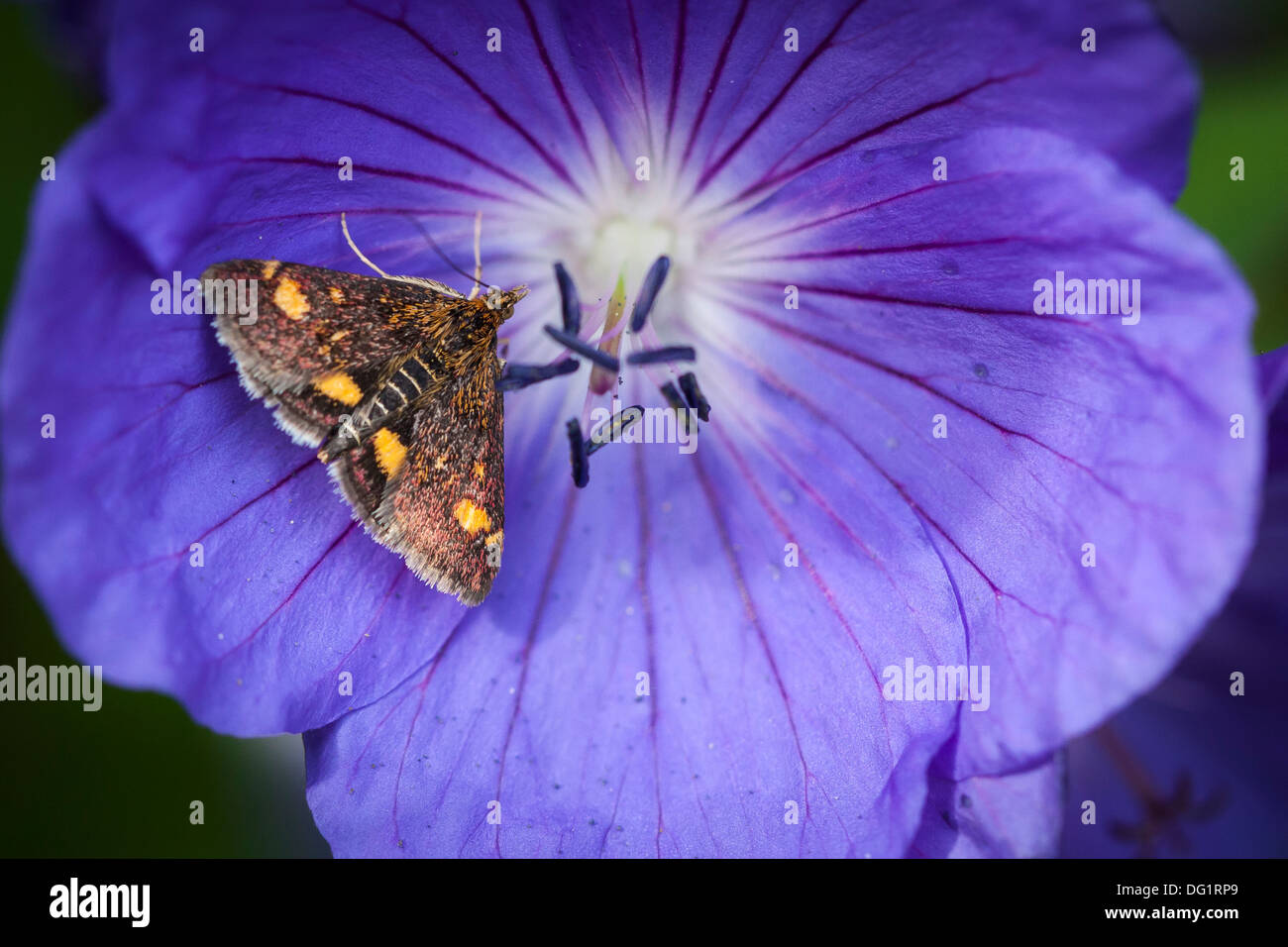 La menthe reposant sur une fleur de géranium Rozanne Banque D'Images