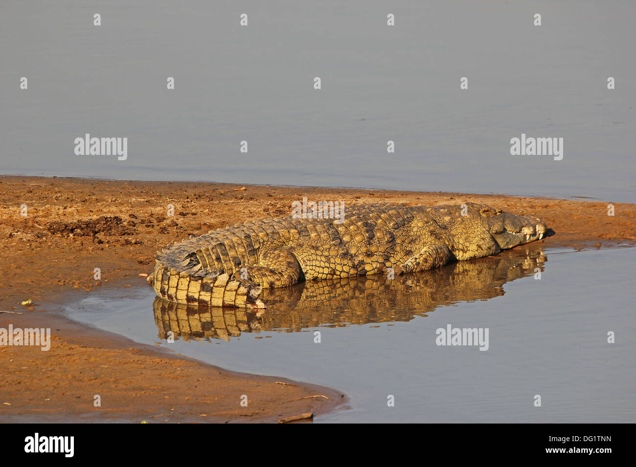 Rivière aux crocodiles Banque de photographies et d’images à haute