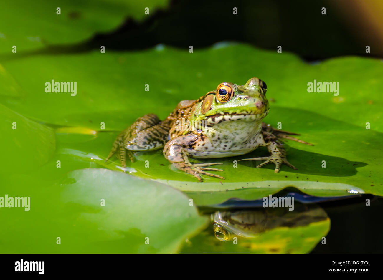 Une grenouille sur un tampon de lilly dans un étang. Banque D'Images