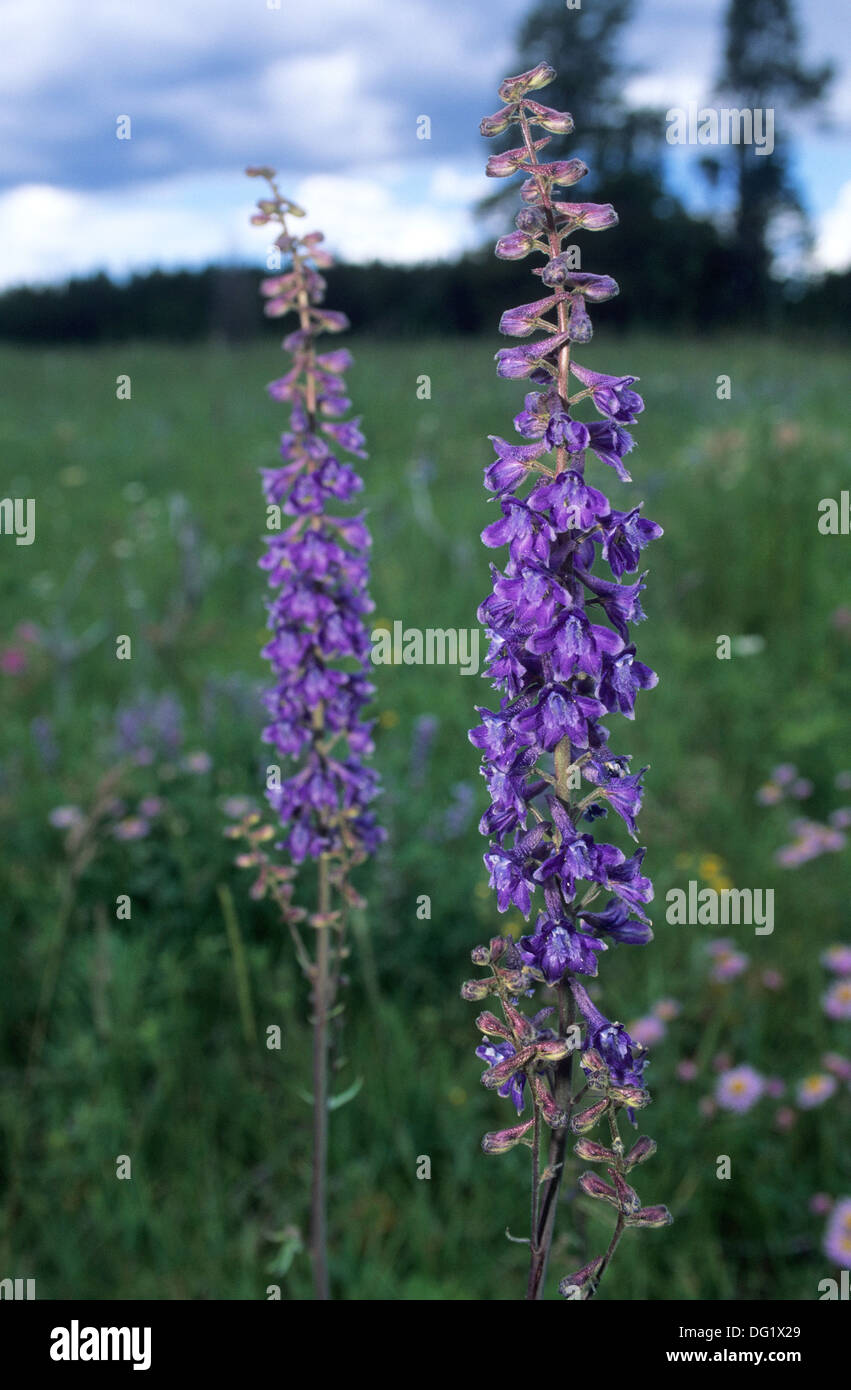 V265-1972Elk Wyoming, le Parc National de Yellowstone, les fleurs sauvages, Larkspur Banque D'Images