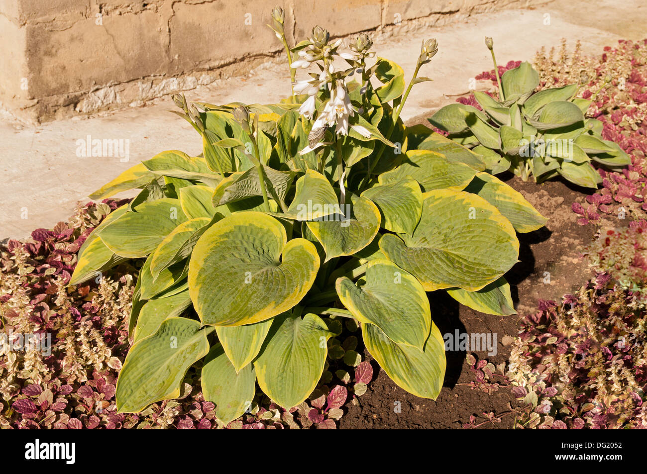 Avec bord vert jaune feuilles d'Hosta en fleurs près du mur Banque D'Images