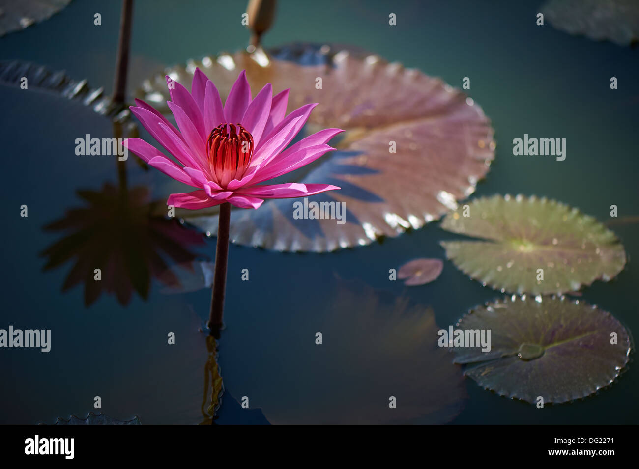Water lilly Banque D'Images