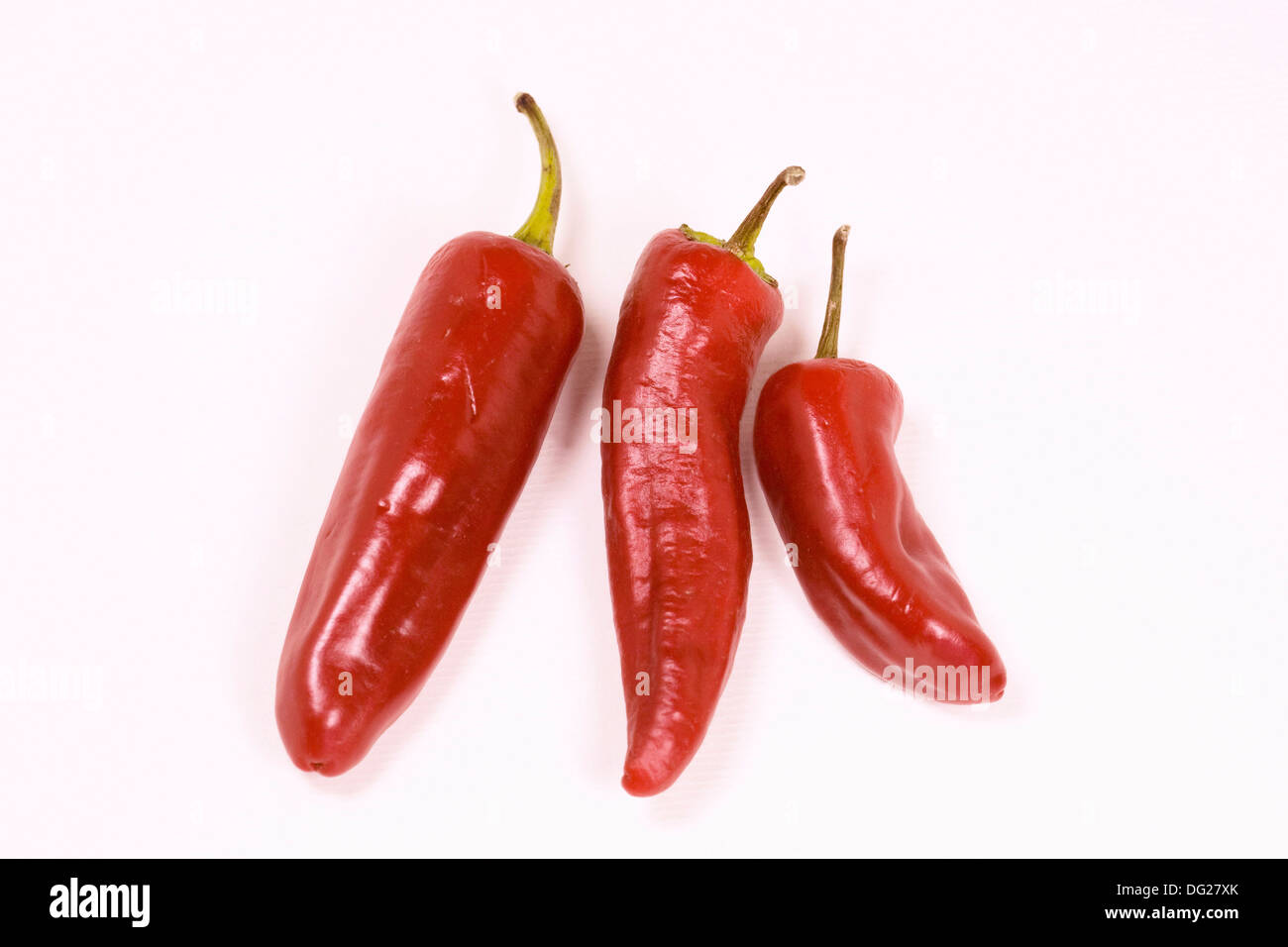 Capsicum annum 'Serenade'. Trois piments rouges sur fond blanc. Banque D'Images