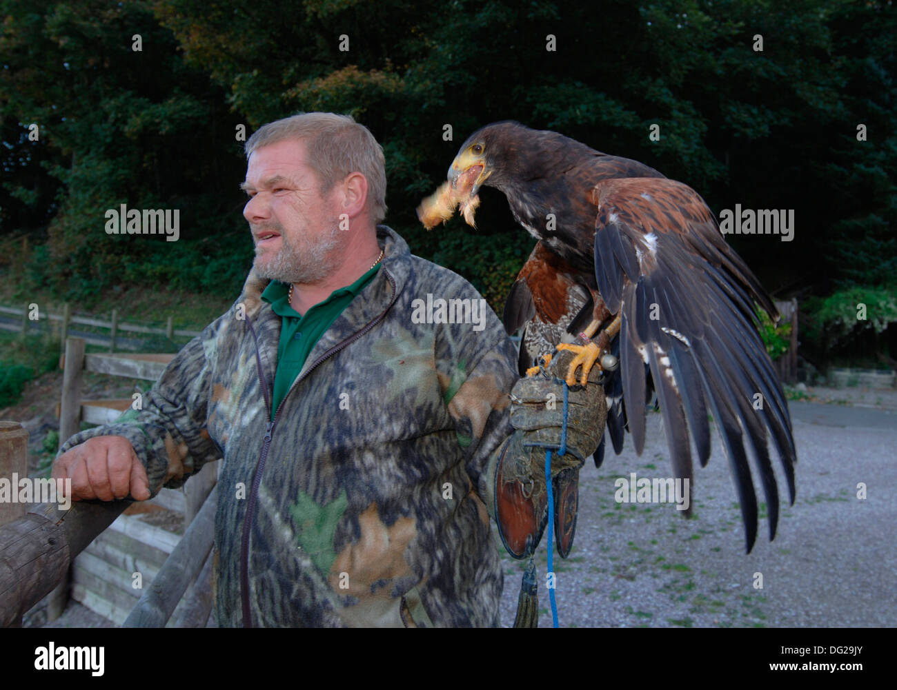 Une manutention falconer un jeune harris parabuteo unicinctus (Hawk) Banque D'Images