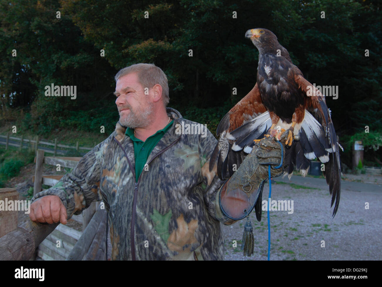 Une manutention falconer un jeune harris parabuteo unicinctus (Hawk) Banque D'Images