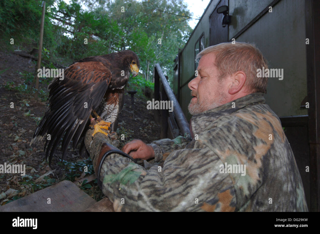 Une manutention falconer un jeune harris parabuteo unicinctus (Hawk) Banque D'Images