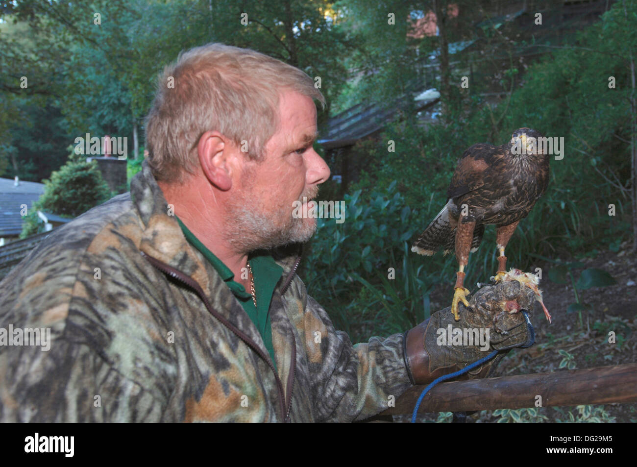 Une manutention falconer un jeune harris parabuteo unicinctus (Hawk) Banque D'Images