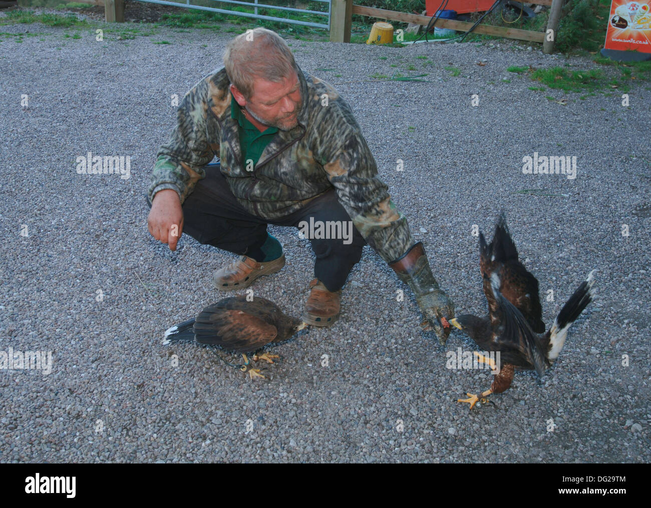Formation un fauconnier harris parabuteo unicinctus (hawks) Banque D'Images