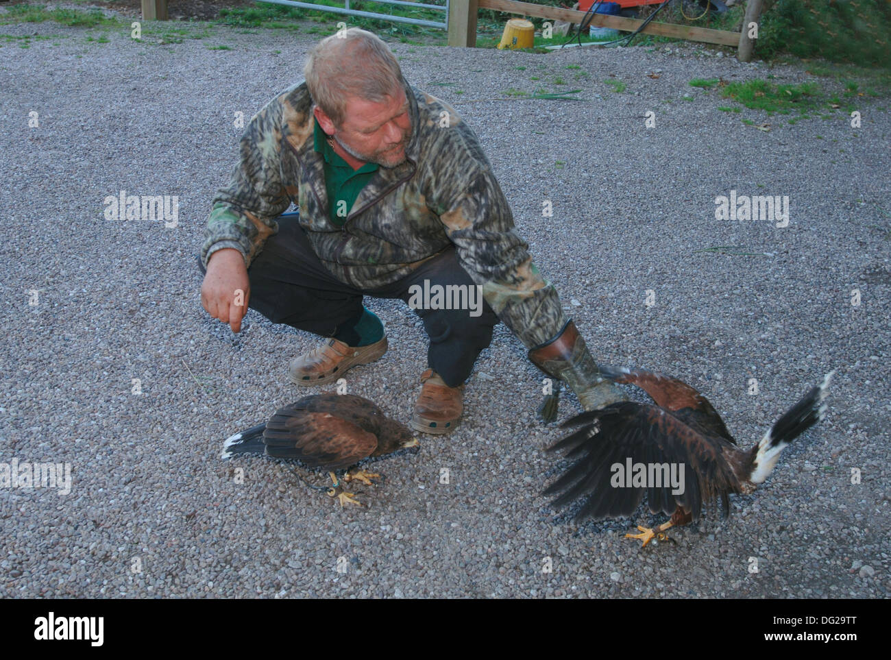 Formation un fauconnier harris parabuteo unicinctus (hawks) Banque D'Images