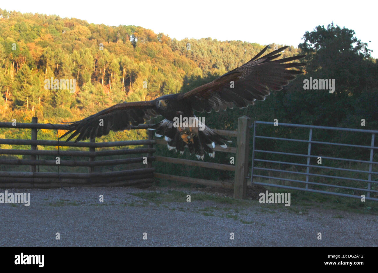 Harris Hawk (Parabuteo unicinctus en vol) Banque D'Images