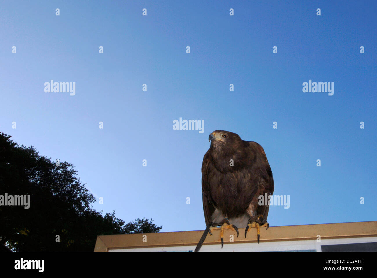 Perché Harris Parabuteo unicinctus (Hawk) Banque D'Images
