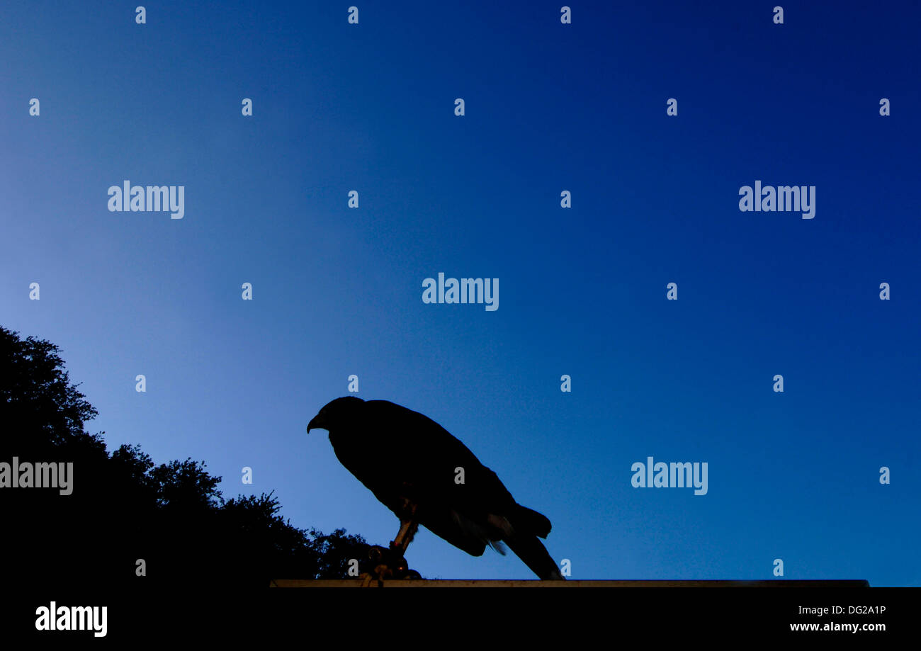 Silhouette d'Harris Parabuteo unicinctus (Hawk) Banque D'Images