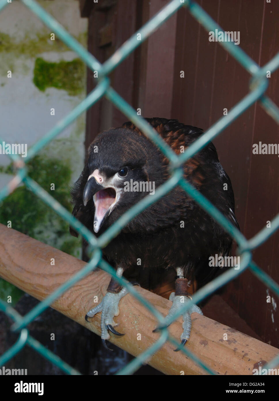 Jeune caracara en captivité Banque D'Images