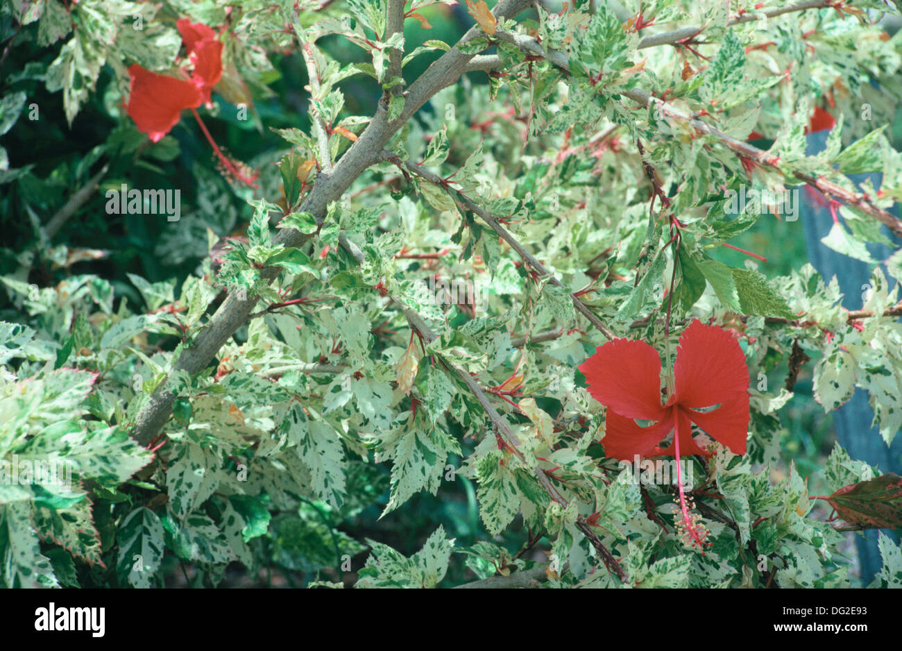 hibiscus-panach-banque-de-photographies-et-d-images-haute-r-solution
