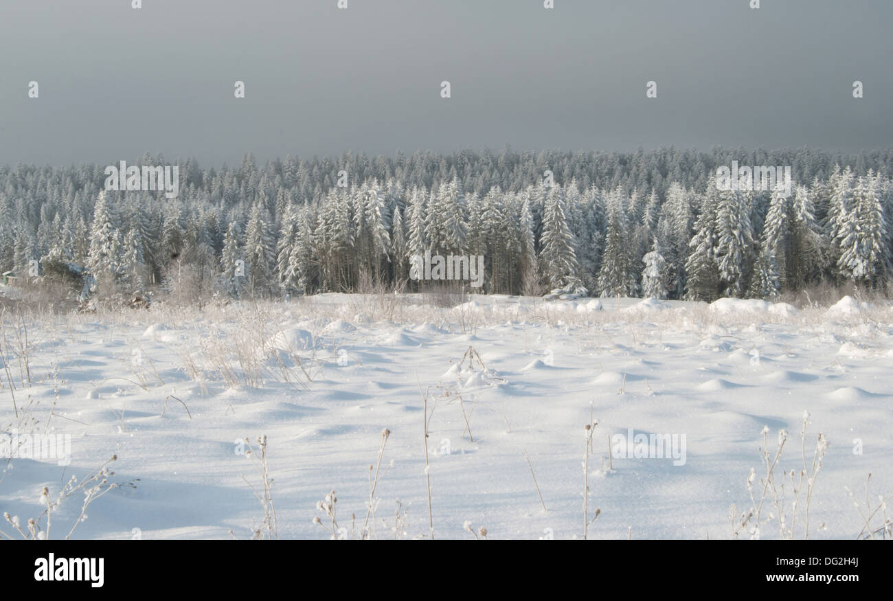 Paysage d'hiver avec la neige, arbres Banque D'Images