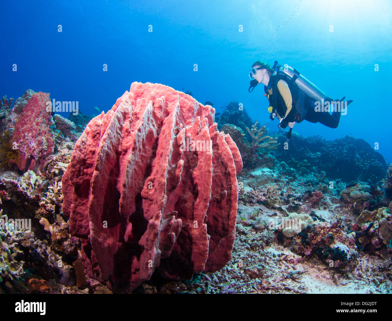 Plongeur femelle sur un récif de corail avec une éponge géante ref Banque D'Images
