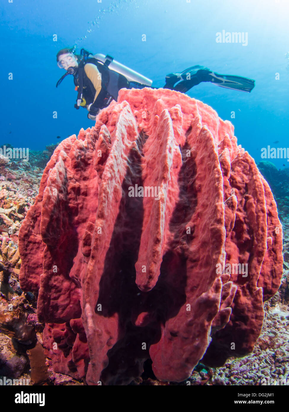 Plongeur femelle sur un récif de corail avec une éponge géante ref Banque D'Images