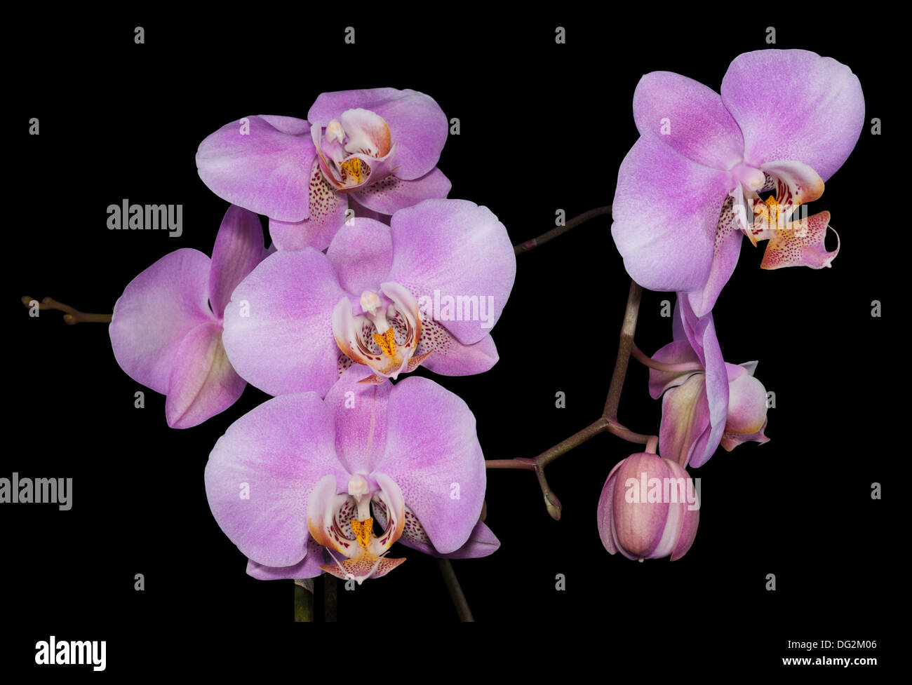 La douce direction générale d'une orchidée lilas est isolé sur un fond noir Banque D'Images