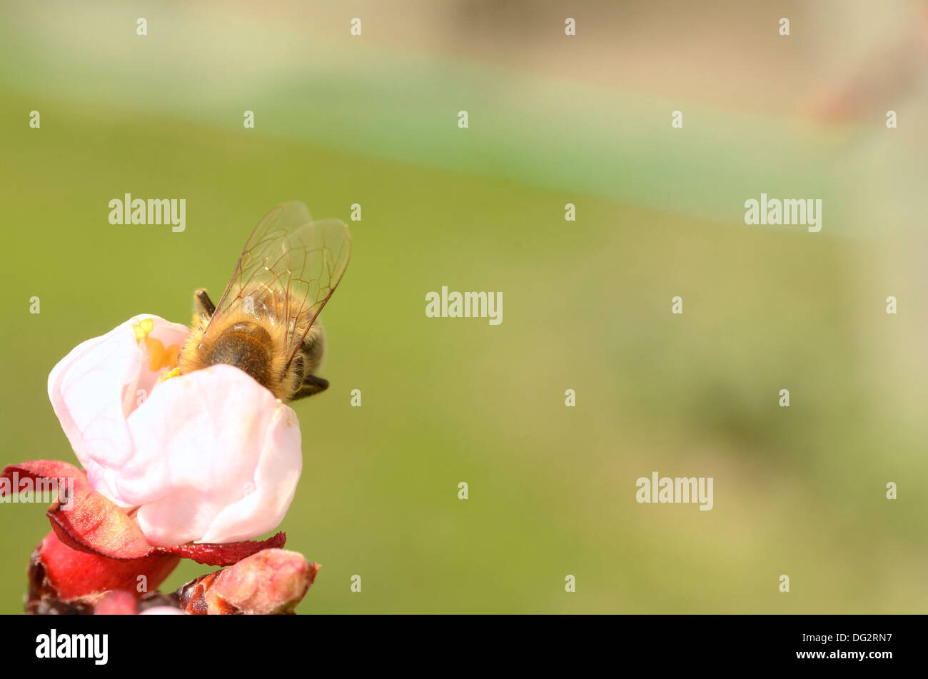 Miel de Nectar d'Abeille occupé à partir d'une fleur au printemps Banque D'Images