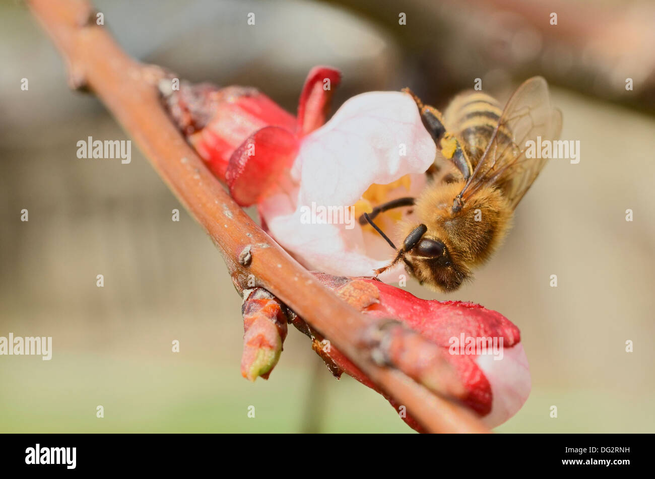 Miel de Nectar d'Abeille occupé à partir d'une fleur au printemps Banque D'Images