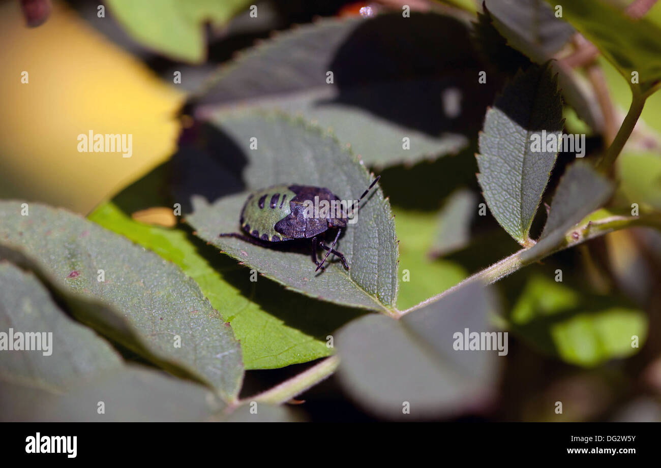 Green Shield bug Banque D'Images