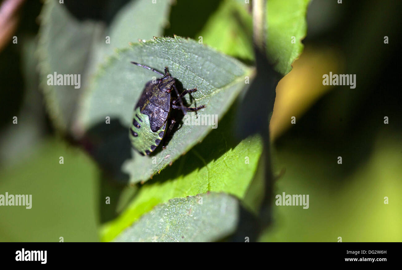 Green Shield bug nymphe Banque D'Images