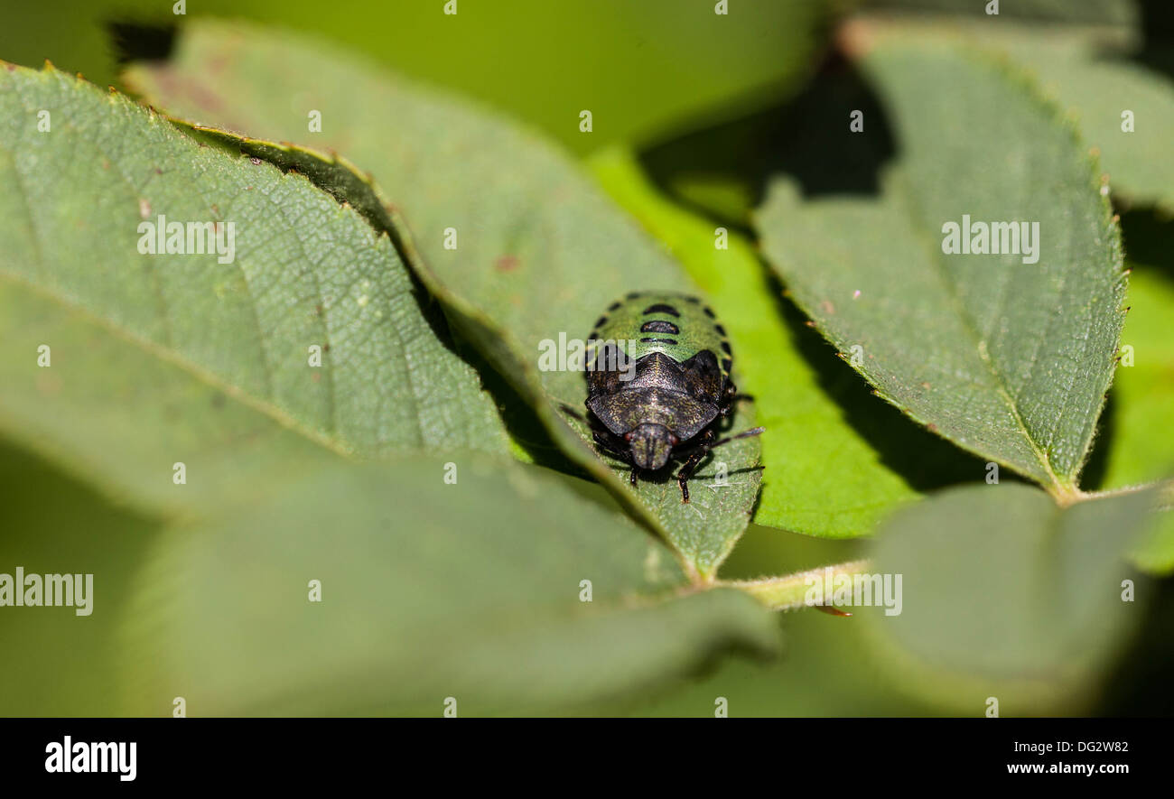 Green Shield bug nymphe Banque D'Images