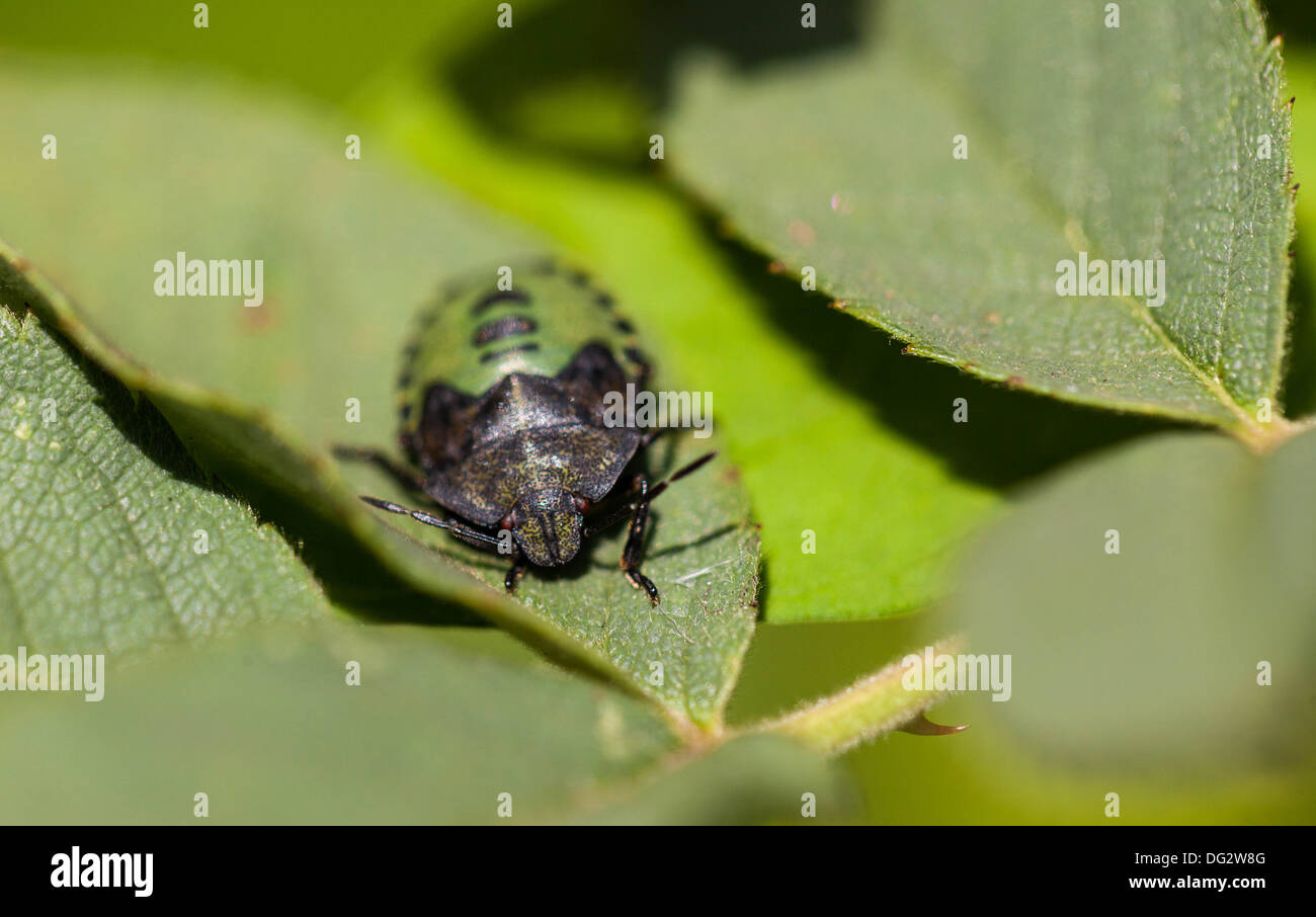 Green Shield bug nymphe Banque D'Images