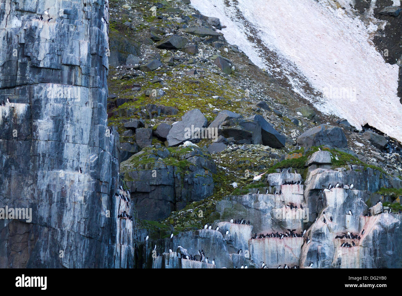 L'ours polaire bien camouflé et sieste sur falaise à Alkefjellet, avec source de nourriture d'oiseaux, Svalbard, archipel Arctique norvégien Banque D'Images