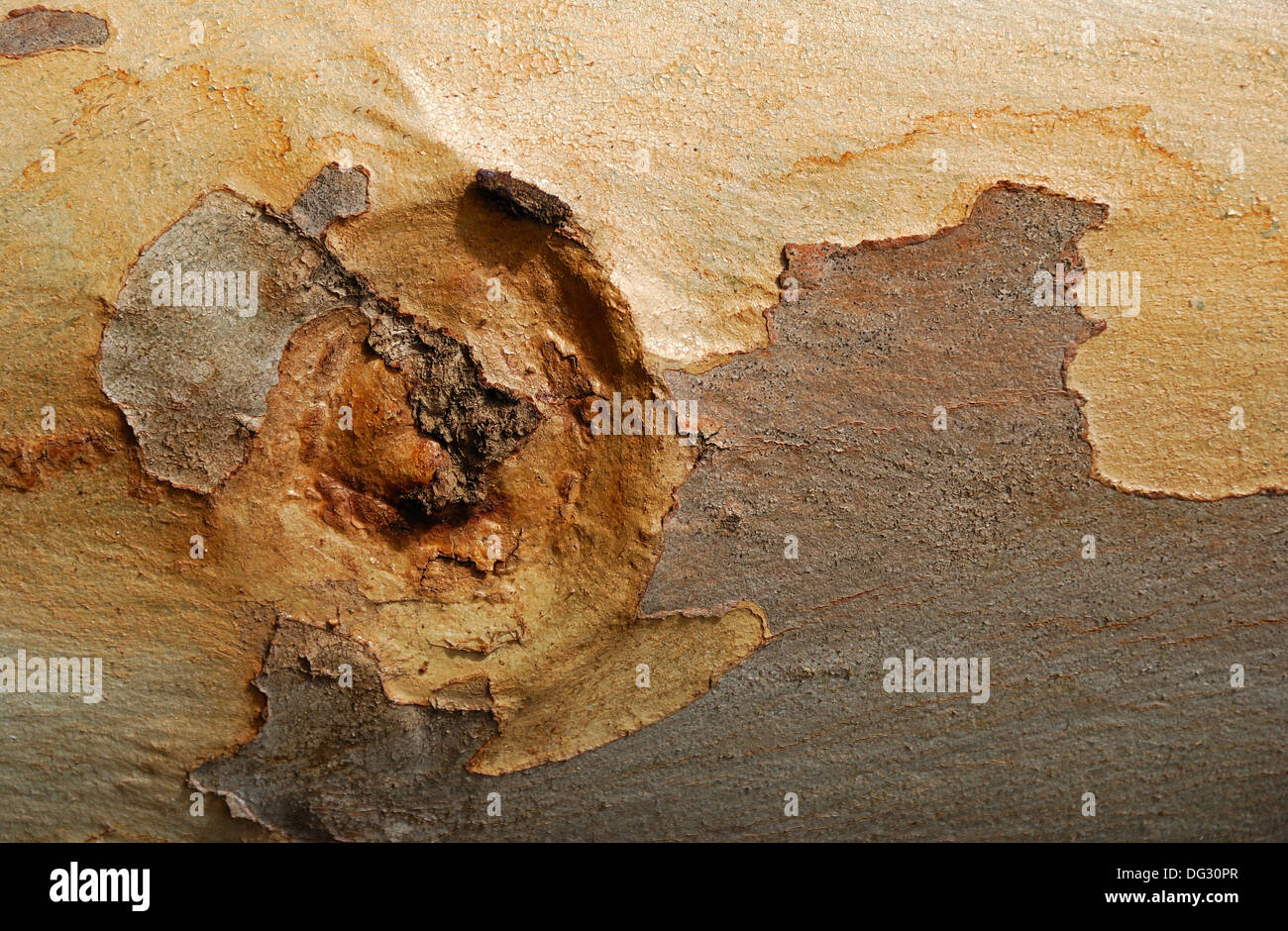 Le modèle de l'écorce de l'Eucalyptus Haemastoma close-up. Banque D'Images