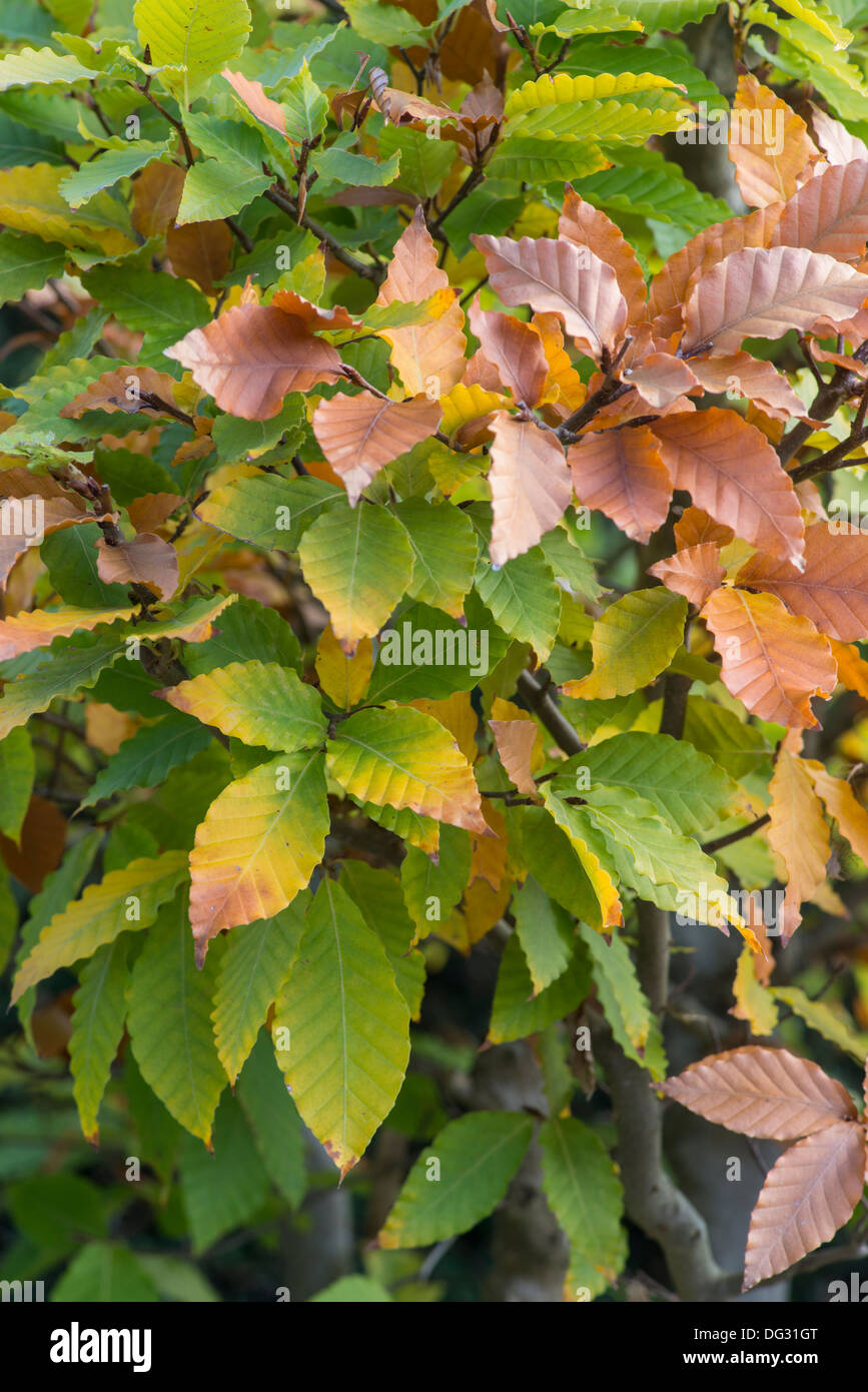 Hêtre : Fagus crenata, en automne. Bonsaï spécimen. Banque D'Images