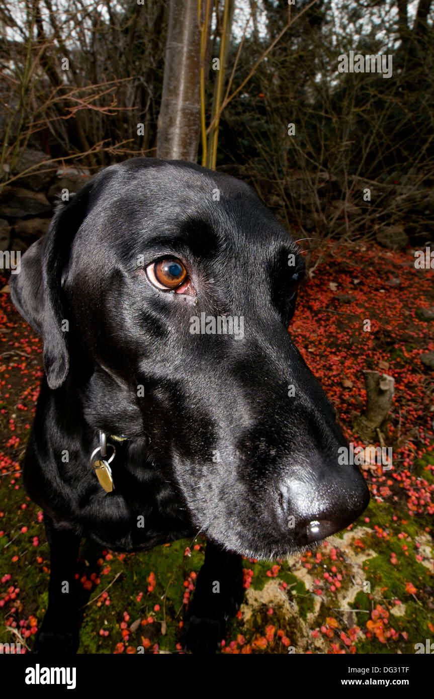 Labrador noir portrait Banque D'Images