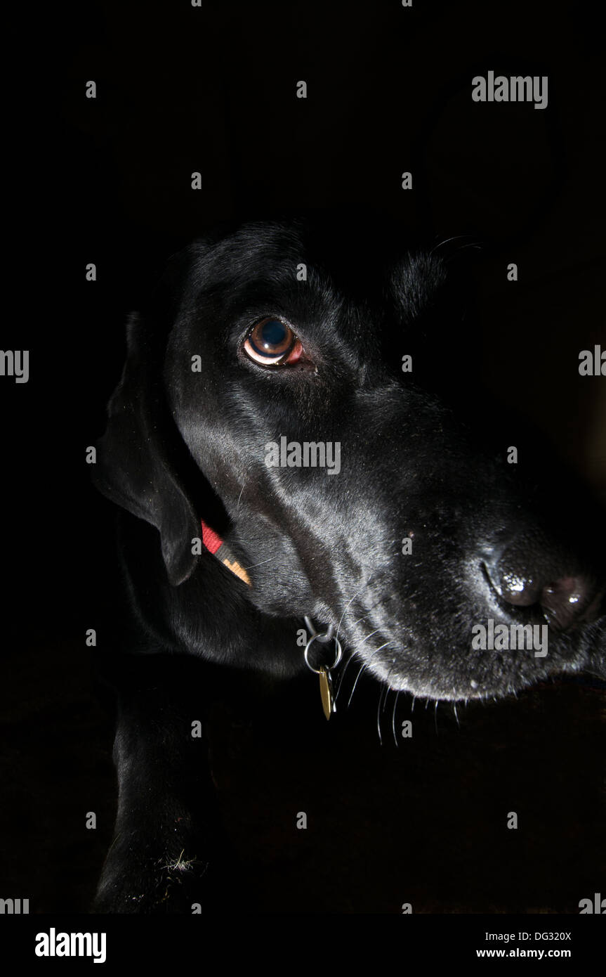 Labrador noir portrait Banque D'Images