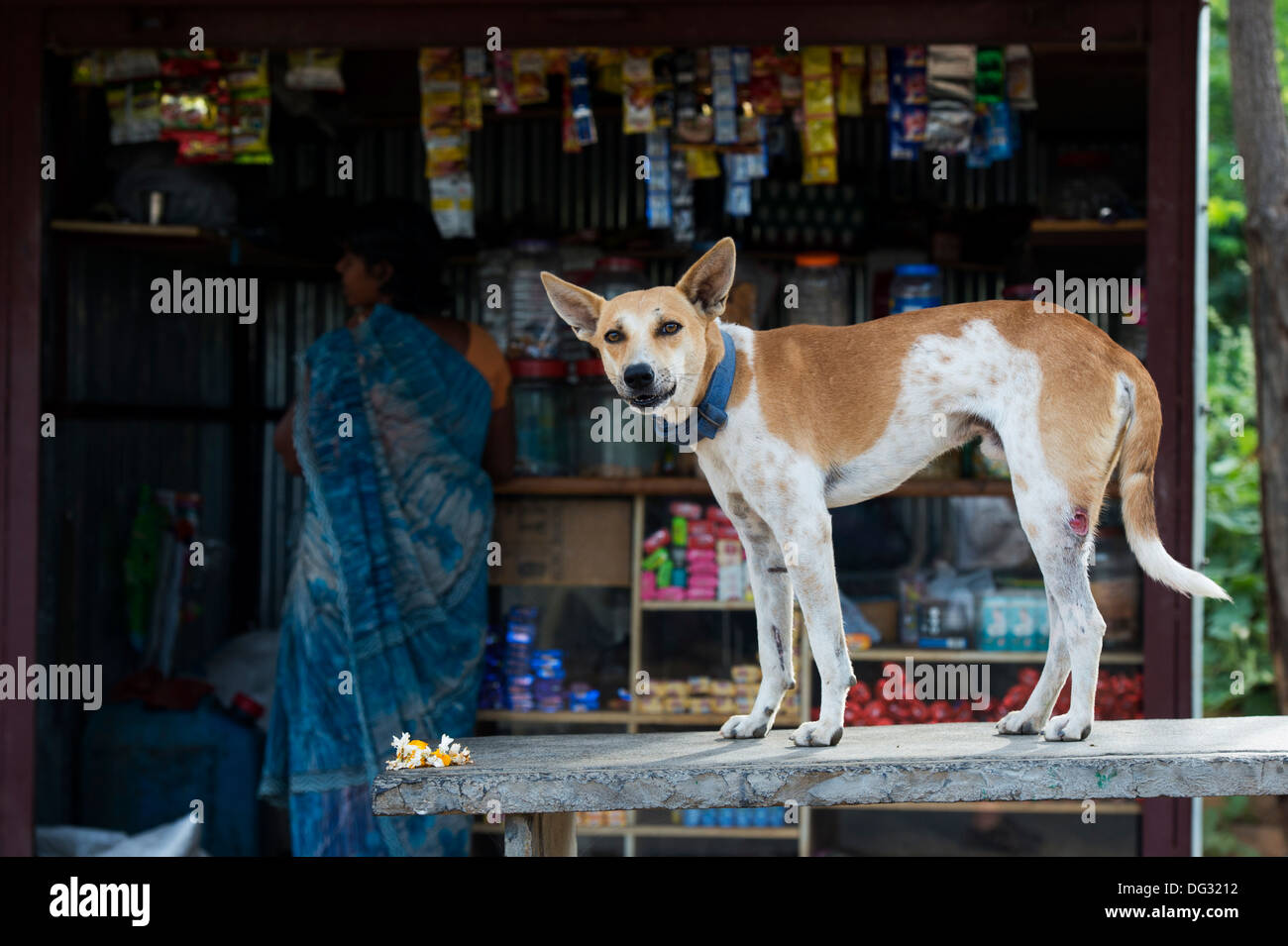 Chien d'Indiens debout sur un banc en pierre à l'extérieur d'un village rural shop. L'Andhra Pradesh, Inde Banque D'Images