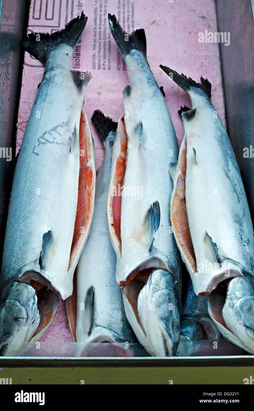 Pris frais sur la côte ouest canadienne - saumon coho du marché aux poissons à Fisherman's Wharf à Steveston (Colombie-Britannique). Banque D'Images