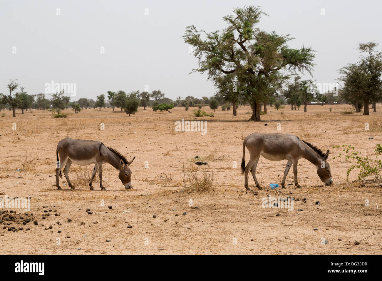 Le Sénégal. Sahel campagne entre Dakar et Touba. Banque D'Images