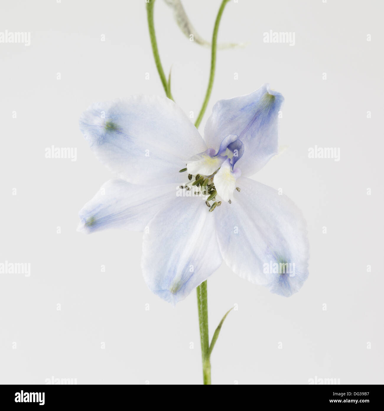 Delphinium close up Banque D'Images