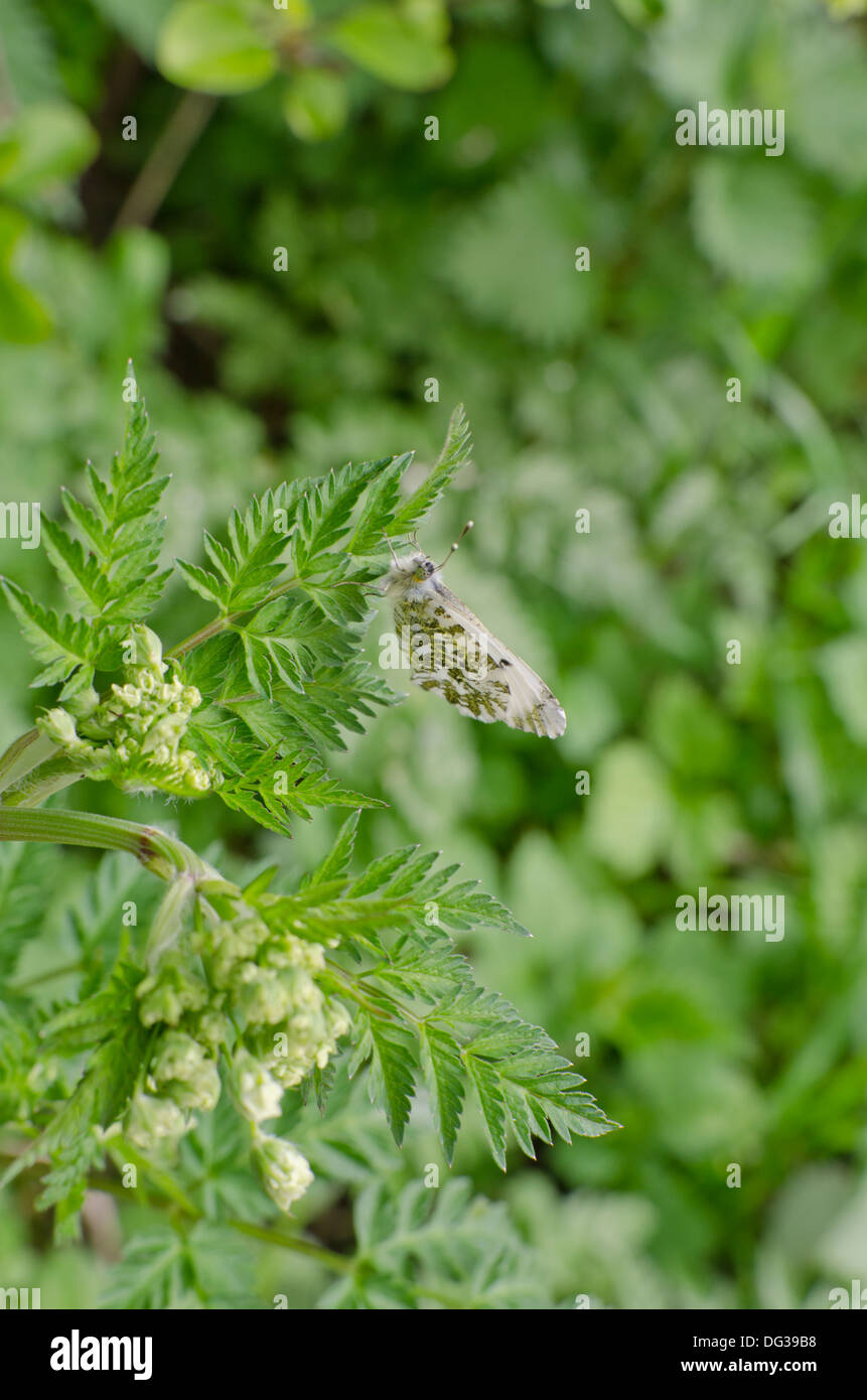 Femme-papillon orange tip, Anthocharis cardamines, reposant sur des feuilles de persil de vache Banque D'Images