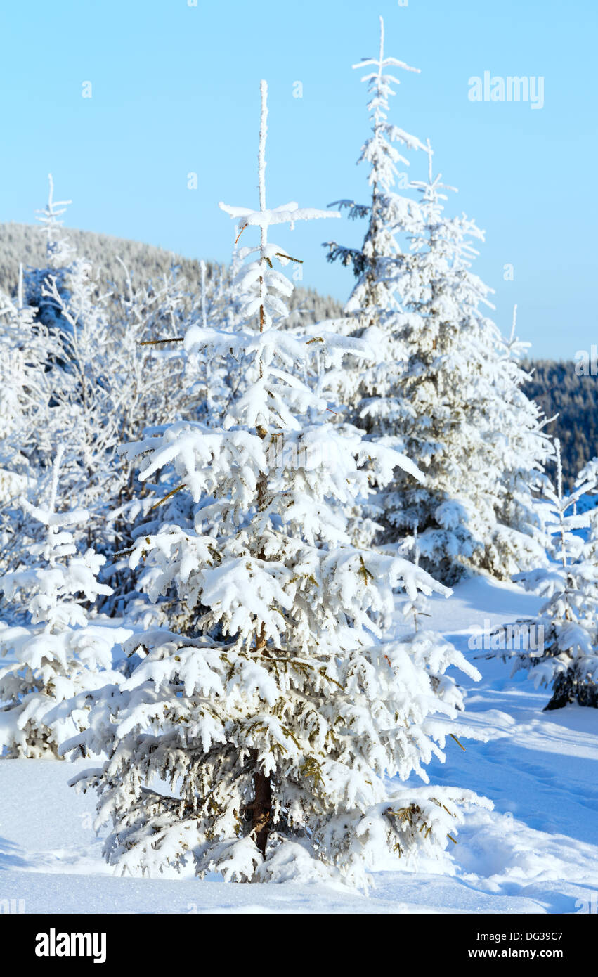 Lever du soleil et l'hiver paysage de montagne avec des sapins enneigés sur hill Banque D'Images