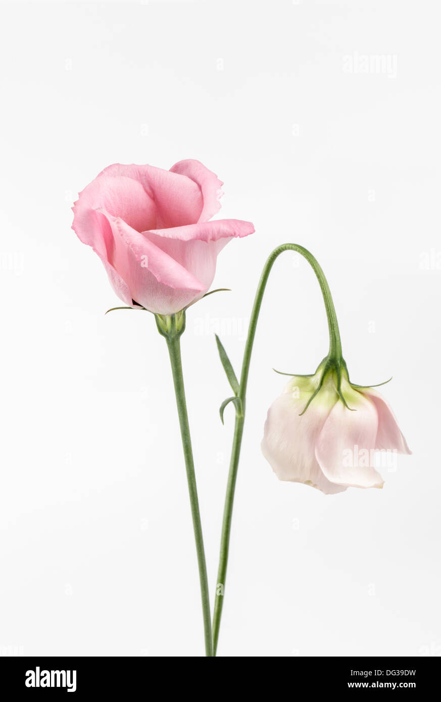 Deux Lisianthus Eustoma, rose Banque D'Images