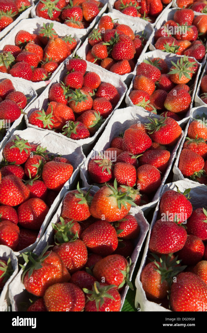 Les fraises at a market stall, Hanovre, Basse-Saxe, Allemagne, Europe, Banque D'Images