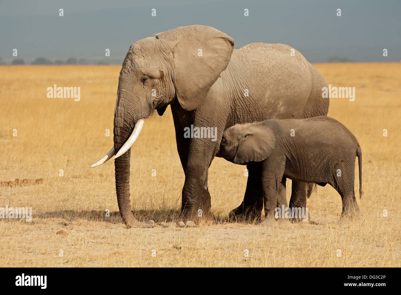 L'éléphant africain (Loxodonta africana) vache avec veau, Parc National d'Amboseli, Kenya Banque D'Images