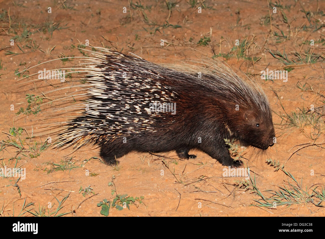 Cap Porcupine (Hystrix africaeaustralis), Afrique du Sud Banque D'Images