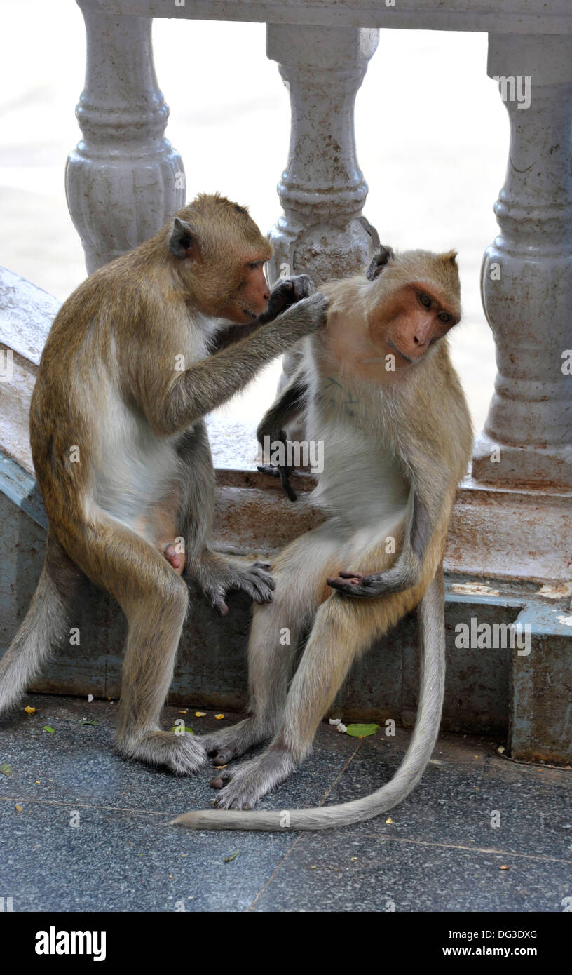 Le toilettage des macaques au Khao Yoi temple de montagne dans la province de Petchaburi, la Thaïlande. Banque D'Images